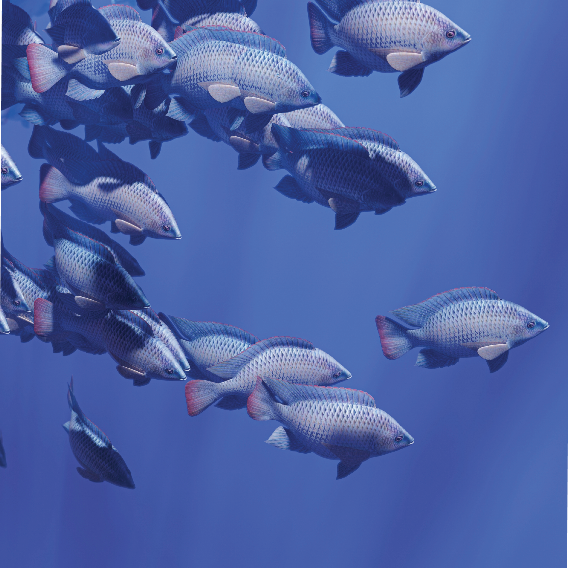 Template 1